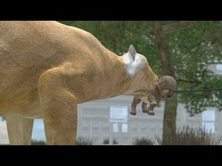 Colorado mountain lion eats dog