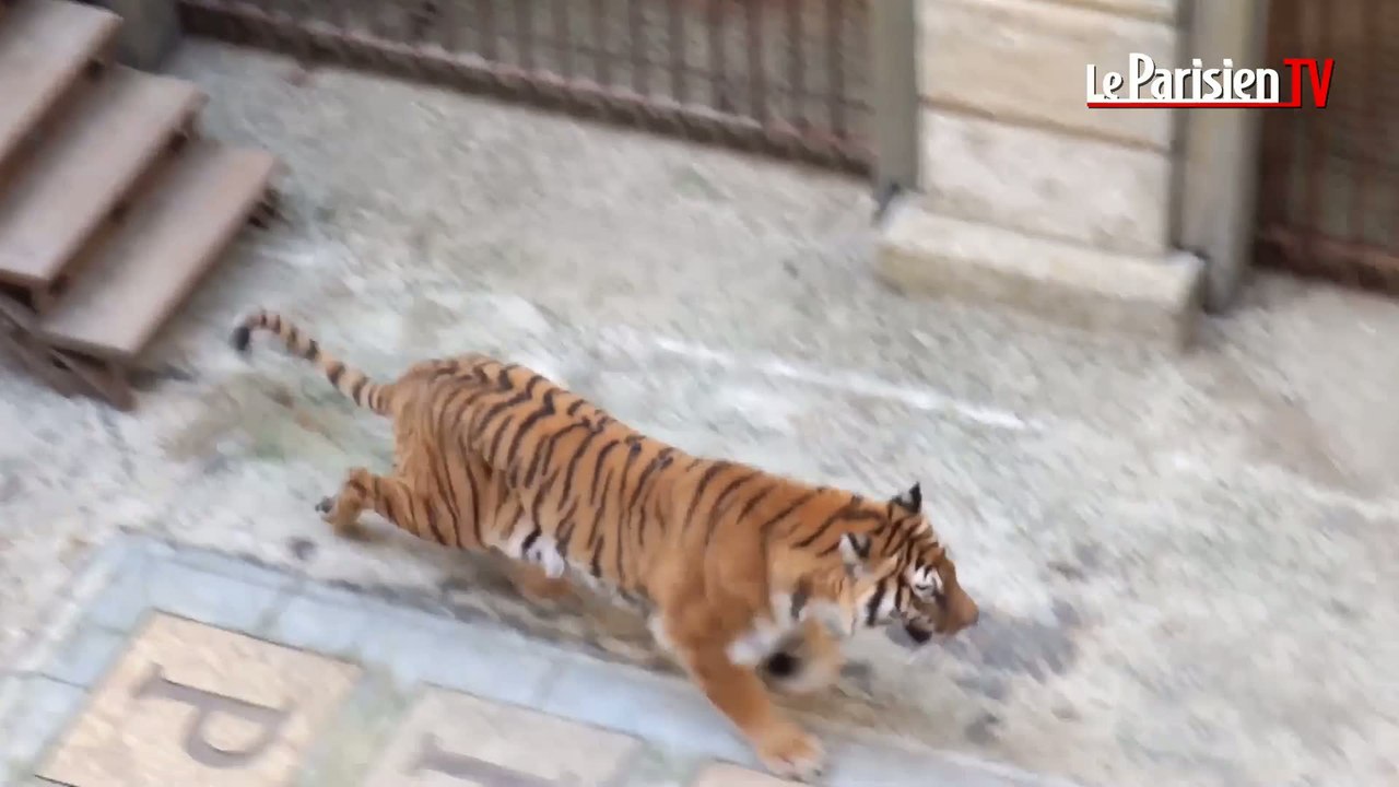 « Fort Boyard » : le voyage des tigres avant le tournage