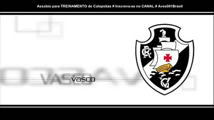 Assobio para TREINAMENTO de Calopsitas - Hino do VASCO DA GAMA