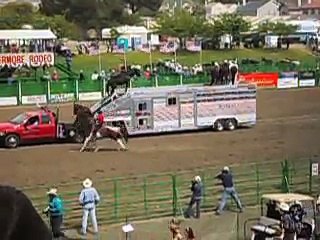 Amazing Horses Livermore Rodeo 2007