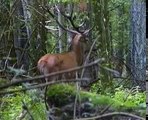 Jeleń szlachetny (Cervus elaphus)