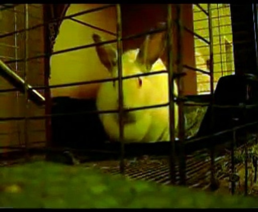 Bunny Argue