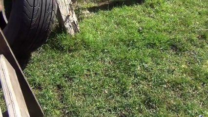White Flemish Giant Bunny Rabbit