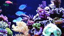 BREATHTAKING Reef Aquarium! HD -104 Gallons