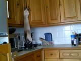 Siamese kitten stealing from the kitchen