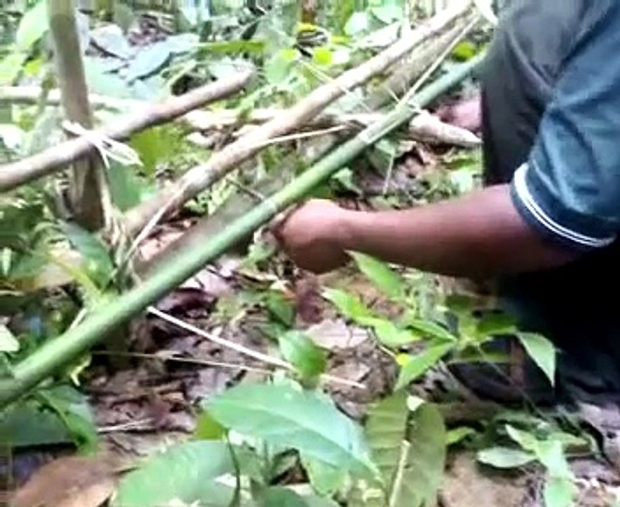 orang asli