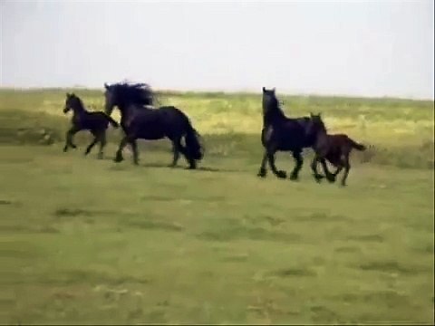 Friesian Horses Running Free