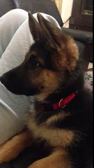 2 month old German shepherd funny