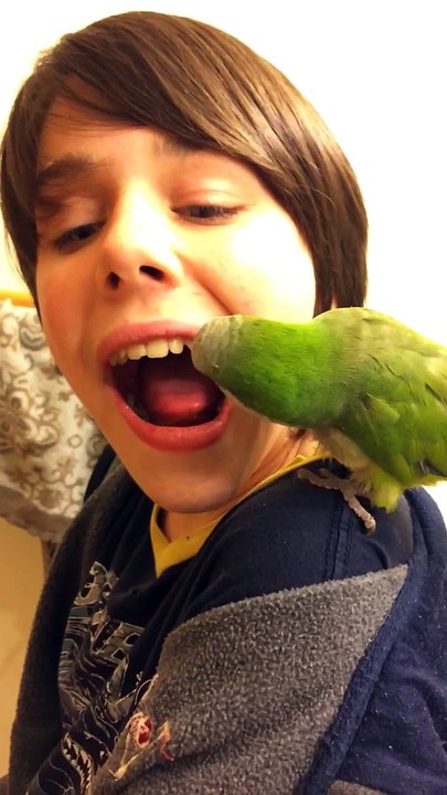 Se faire arracher une dent par un perroquet... Oiseau Dentiste!