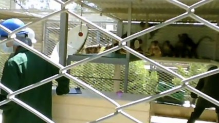 Primate trade exposed in Mauritius: Protecting her baby