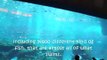 Dubai Mall Aquarium (LARGEST AQAURIUM IN THE WORLD)