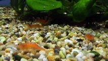 TROPICAL SHRIMPS - ALGAE EATERS AND FILTER FEEDERS