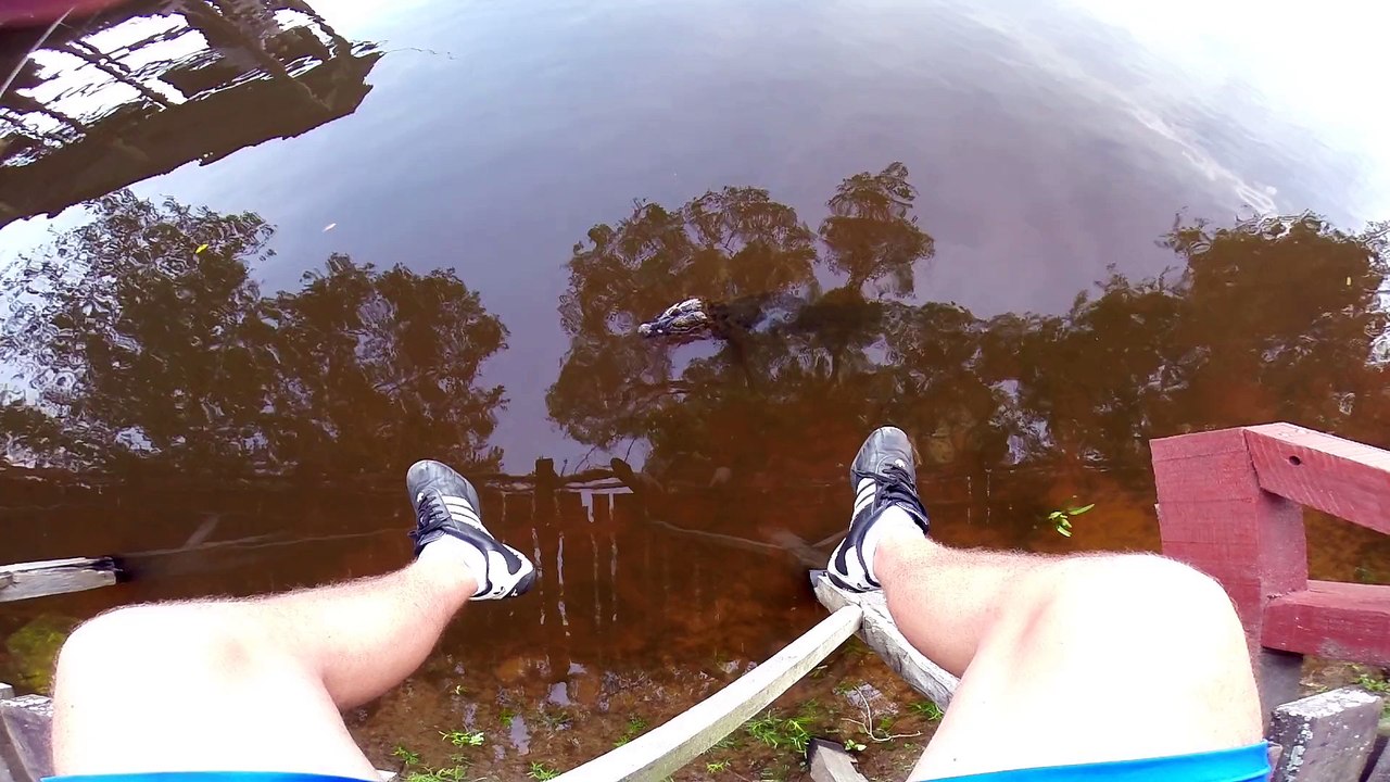 Cyaman in the Pantanal, Brazil.