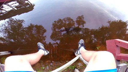 Cyaman in the Pantanal, Brazil.