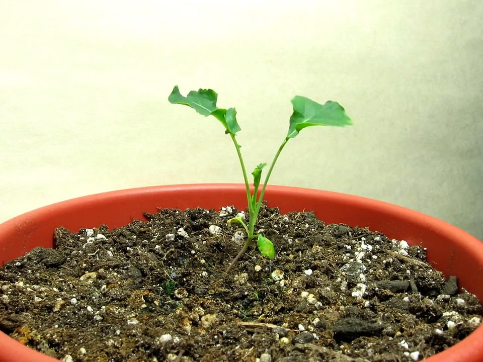 Time Lapse of Organic Broccoli Plant Growth (no floret) video Dailymotion