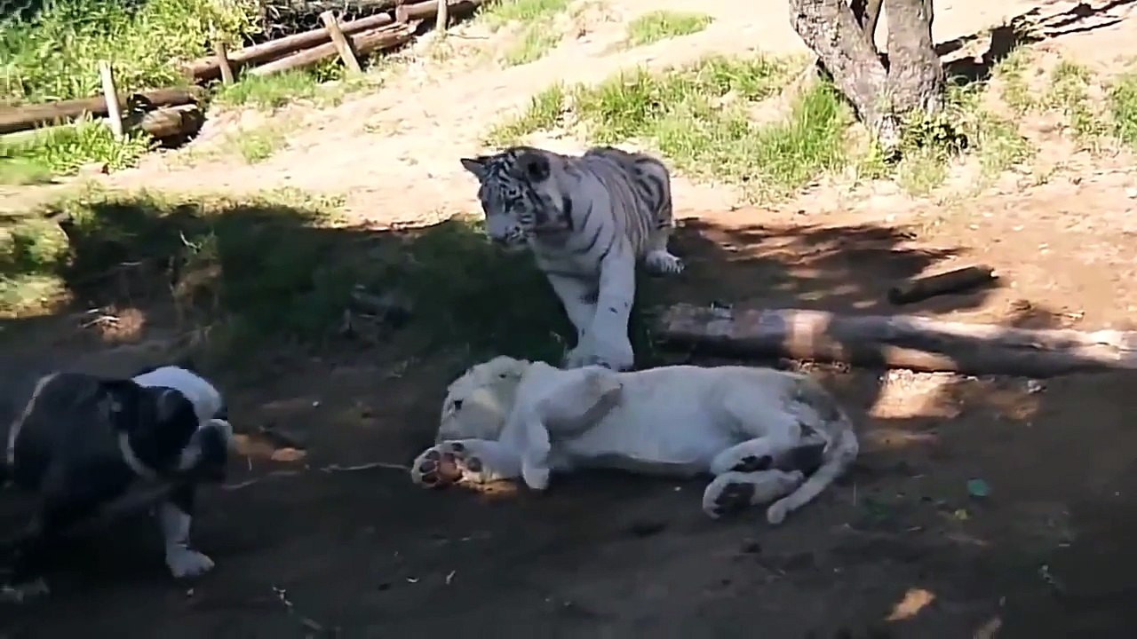 Baby Lion, Tiger, Dog, Monkey in Real Fight Funny Friendship   Funny Animal Attacks Video Vs