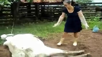 Never Wake A Sleeping Ninja Cow