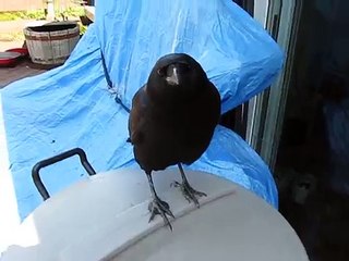 Talking Crow