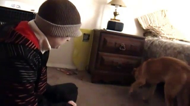 Clicker Training - Rosie