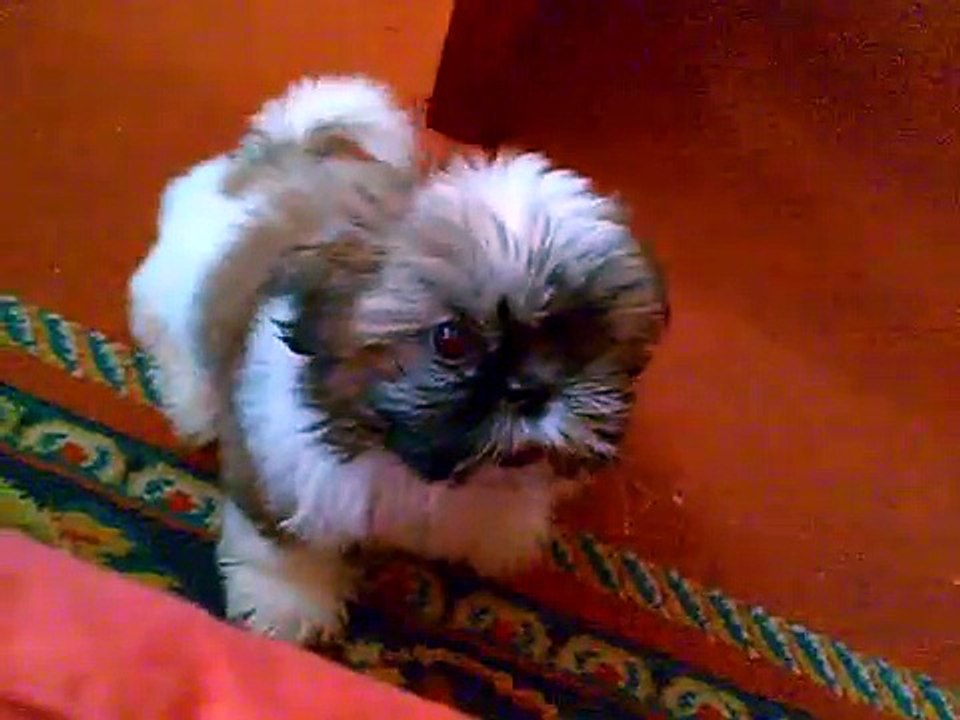 Shitzu cachorro de 2 meses