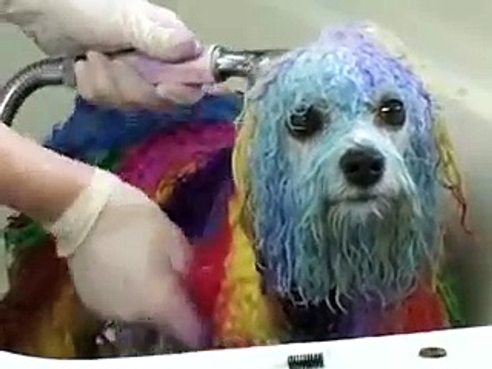 Dog Grooming, The Styling Academy