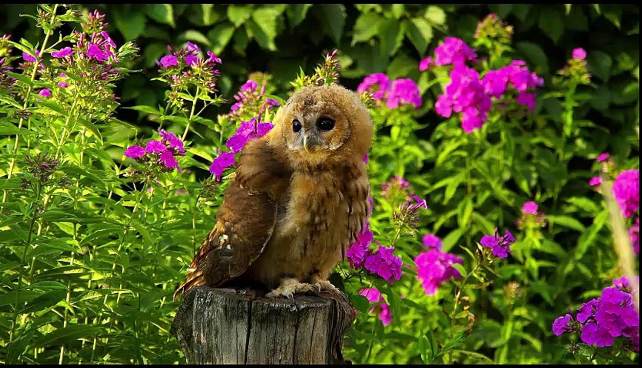 100 Wallpapers Of Animals and Nature Of Our Beautiful World - Most Amazing Video