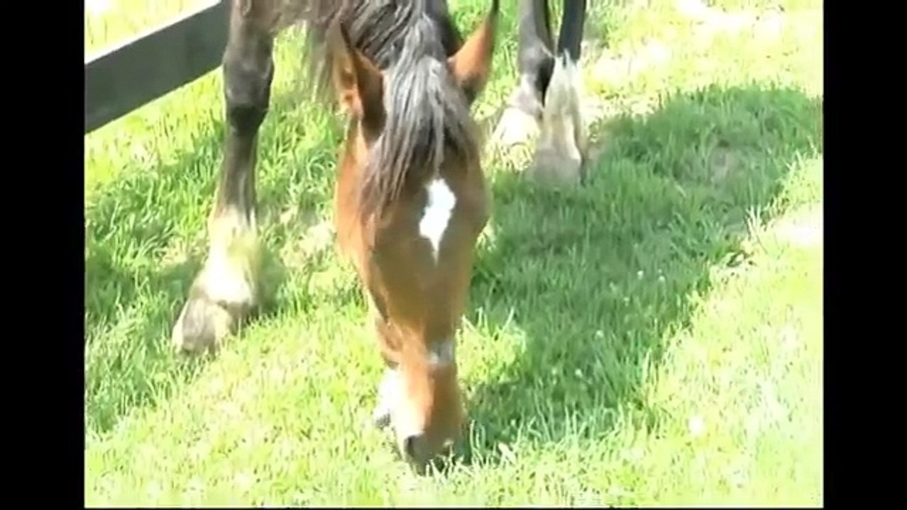 Bobby II, New York City Carriage Horse Rescued from Slaughter