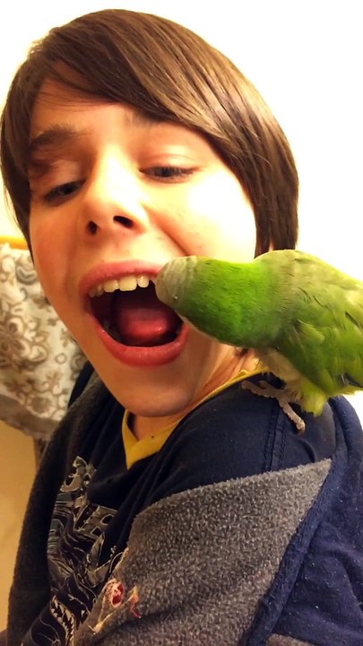 Perroquet dentiste arrache une dent à un enfant!