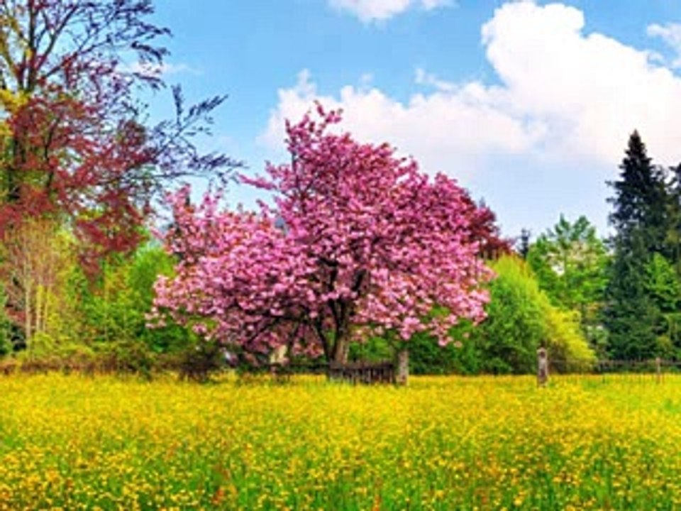 Soroush - Ghalbam