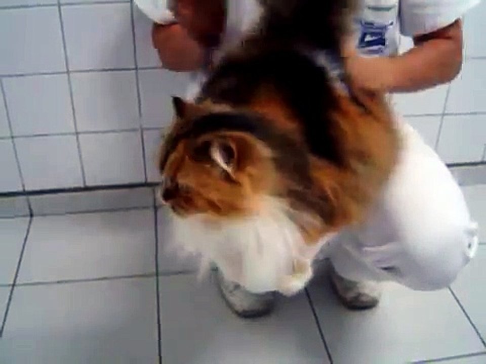 spanking the cat 2