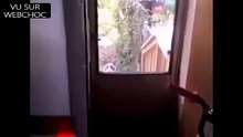 Le chat de l’EI qui fait exploser une cabane (vidéo drôle)