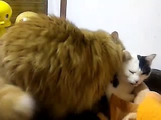 オス同士で交尾する猫