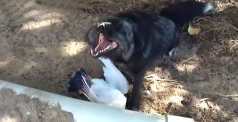 Yakaladığı Güvercine Kahkalarla Gülen Köpek