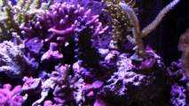 75 Gallon Saltwater Reef Aquarium- 2 Year Coral Update