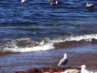 Harbour seals hunting on salmon