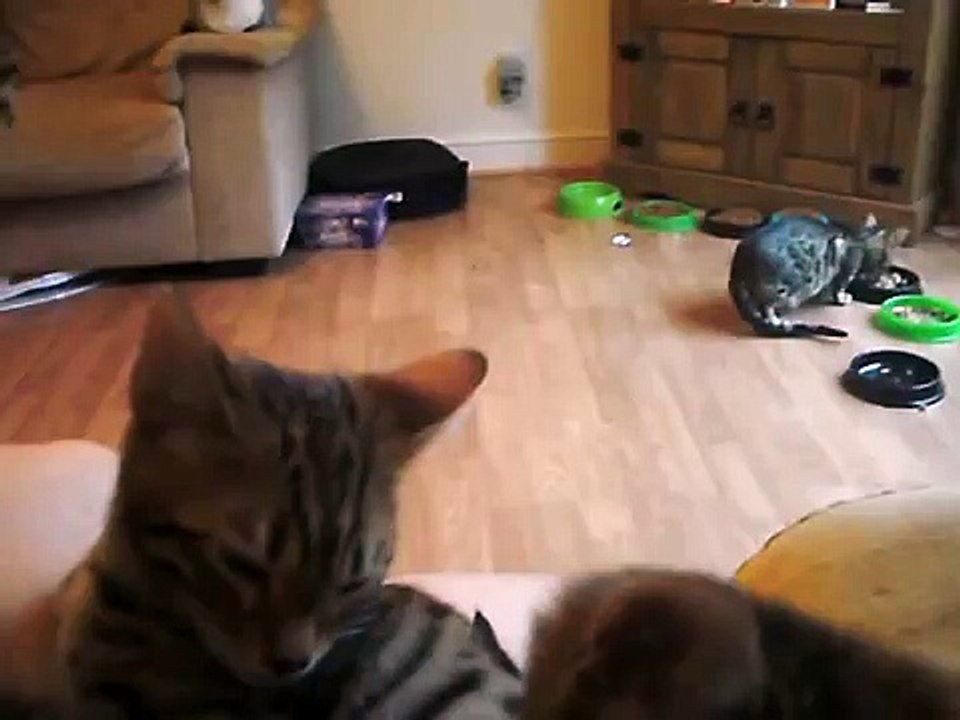cats on your lap