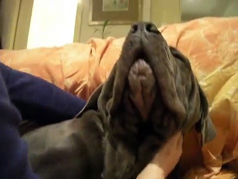 Ragu', the naughty Neapolitan Mastiff.....funny complaining about going to sleep!