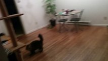 Cat catches flying Bat with an impressive jump