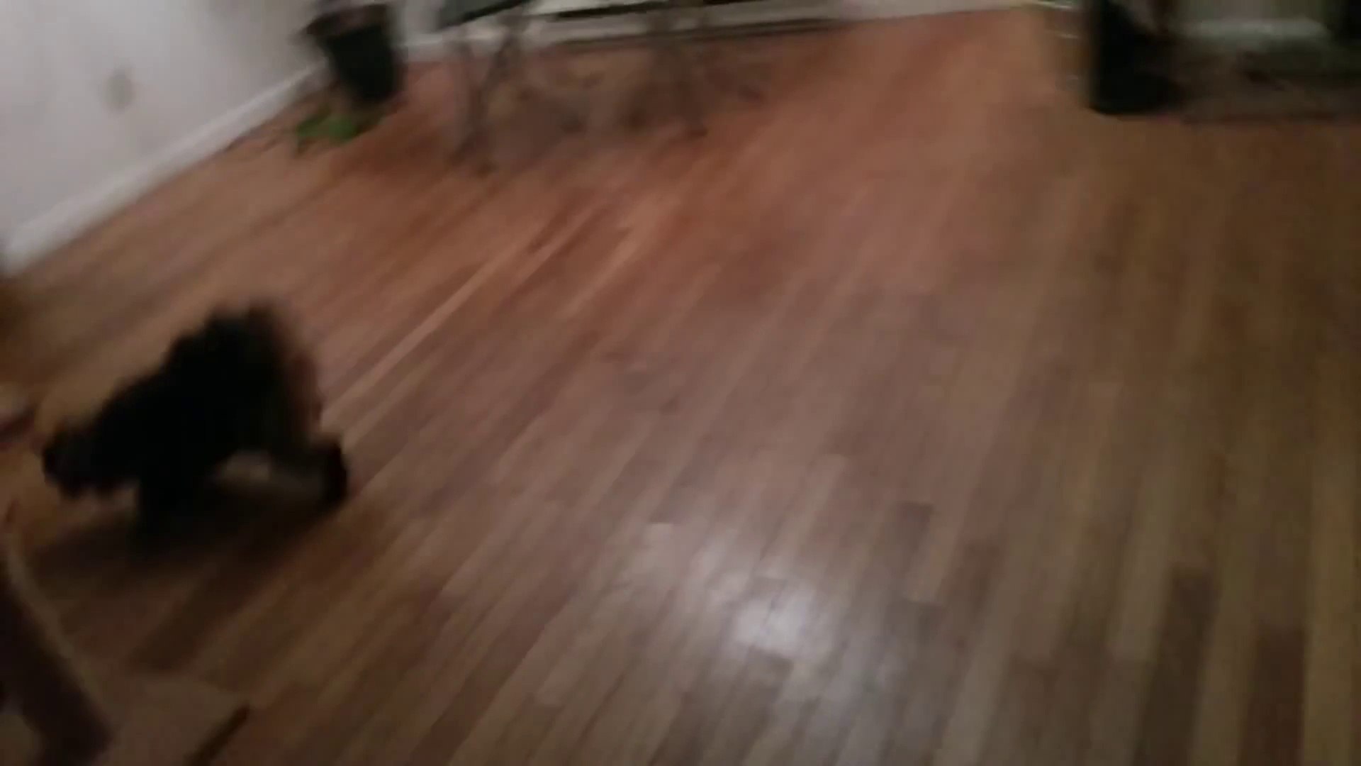 Un Chat Chope Une Chauve Souris En Plein Vol Saut Impressionnant Video Dailymotion