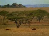 Cazadores vascos en Africa