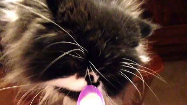 Réaction drôle d'un chat qui mange de la glace