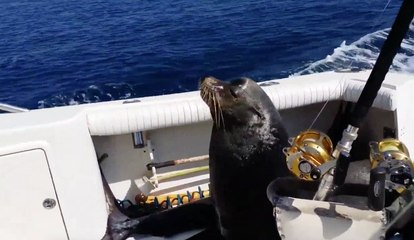 You wont believe your eyes when you see what this sea lion did!!!