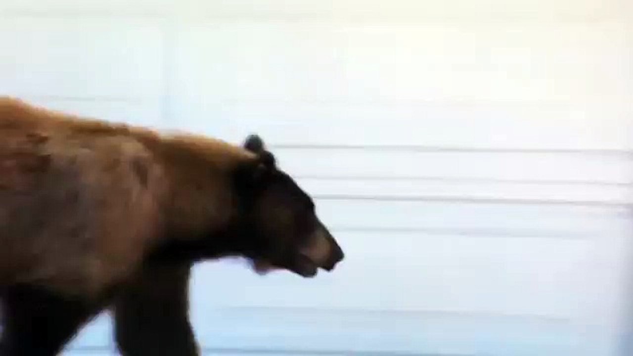 Ours Vs humain... Devinez qui à peur de l'autre...