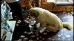 Bear cub plays with Great Pyrenees Dog