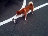 子猫と柴犬