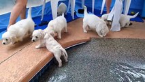Des chiots affrontent une piscine pour la première fois
