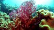 Google+: Catlin Seaview Survey Underwater Hangouts On Air