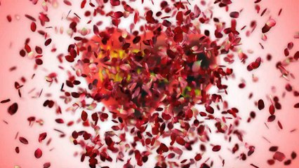 After Effects Project Files - Petals Explosion - VideoHive 10259573