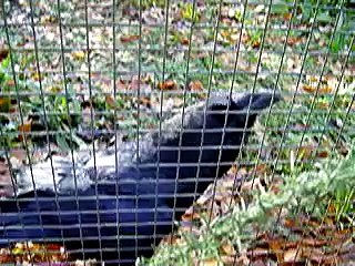 Terry the talking Raven