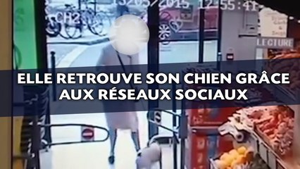 Elle retrouve son chien volé grâce aux réseaux sociaux